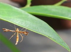 Xyroptila oenophanes