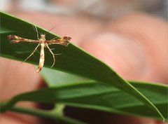 Xyroptila oenophanes