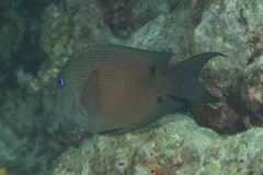 Ctenochaetus binotatus