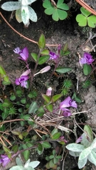 Polygala japonica
