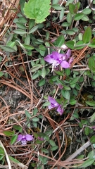 Polygala japonica