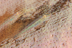 Pleurosicya elongata