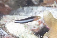 Pseudochromis bitaeniatus