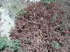 Mesembryanthemum nodiflorum