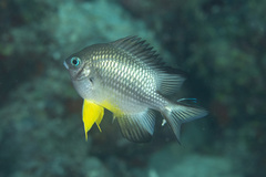 Amblyglyphidodon leucogaster