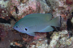 Pomacentrus nigromarginatus
