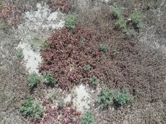 Mesembryanthemum nodiflorum