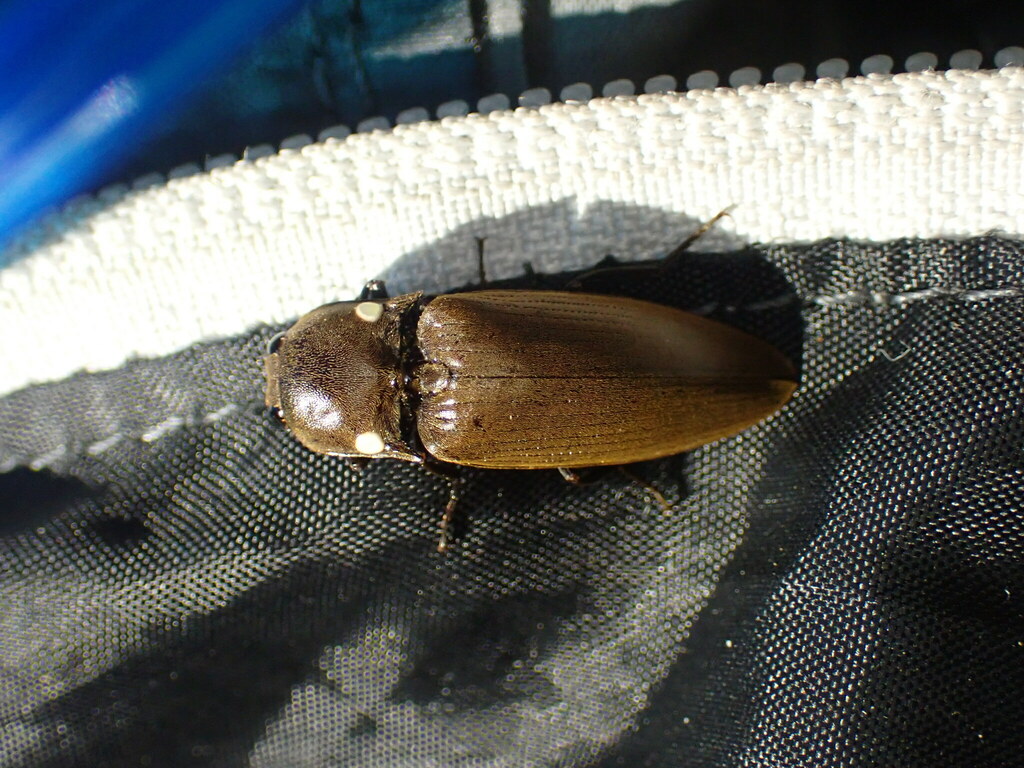 Pyrophorus phosphorescens