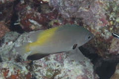 Pomacentrus nigromanus