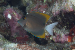 Ctenochaetus tominiensis