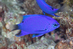 Chrysiptera cymatilis