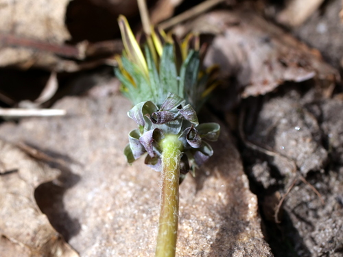 Image of Taraxacum lacistophyllum by (c) Wolfgang Jauch, some rights reserved (CC BY)