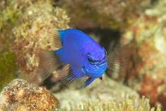 Chrysiptera cymatilis