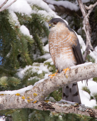 Northern Sharp-shinned Hawk (Subspecies Accipiter striatus