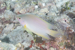 Pomacentrus amboinensis