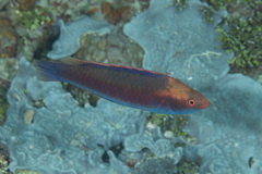 Cirrhilabrus beauperryi