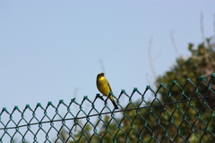 Crithagra sulphurata