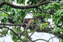 Hemixos castanonotus