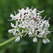 Hemlock Water-Dropwort - Photo (c) Bastiaan, some rights reserved (CC BY-NC-ND)