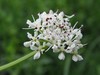 Hemlock Water-Dropwort - Photo (c) Bastiaan, some rights reserved (CC BY-NC-ND)