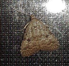 Tolpiodes oligolasia