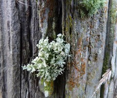 Ramalina glaucescens