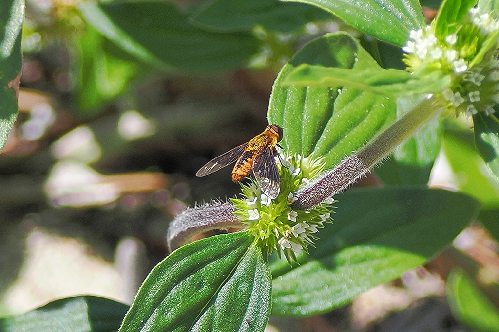 Chrysanthrax cypris from High Ridge Natural Scrub Area 7300 High Ridge ...