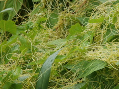 Cuscuta australis