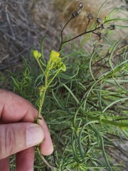 Senecio rosmarinifolius