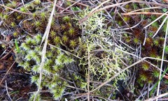 Racomitrium pruinosum