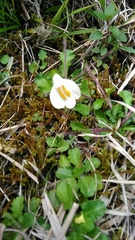 Mazus alpinus