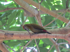Chloropicus griseocephalus
