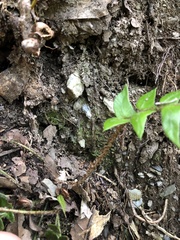 Polystichum lepidocaulon