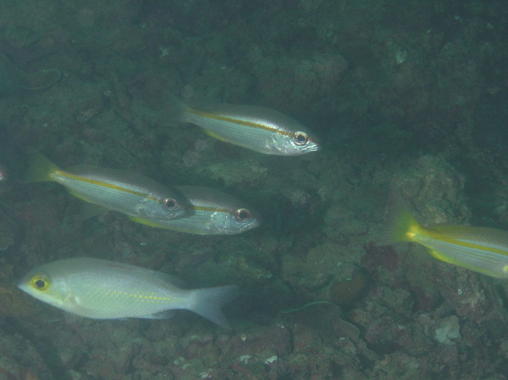 Ciliate Spinecheek