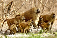 Guinea Baboon photo 1
