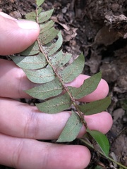 Polystichum lepidocaulon