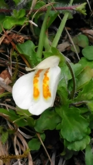 Mazus alpinus
