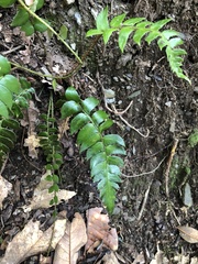 Polystichum lepidocaulon