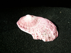 Spondylus