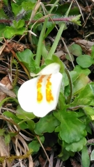 Mazus alpinus