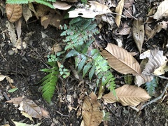 Polystichum lepidocaulon