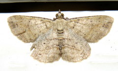 Scioglyptis lithenopa