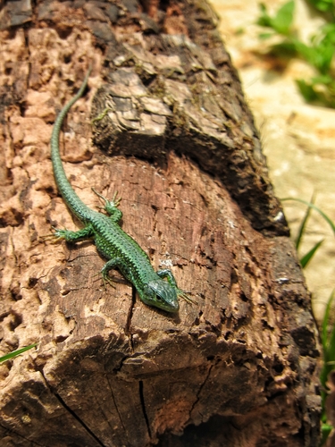 Greenbelly Lizard, Darevskia chlorogaster