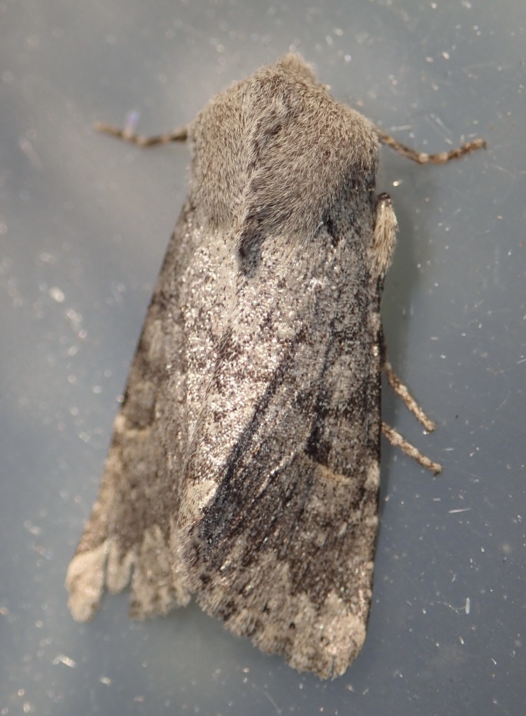 Orthosia terminata