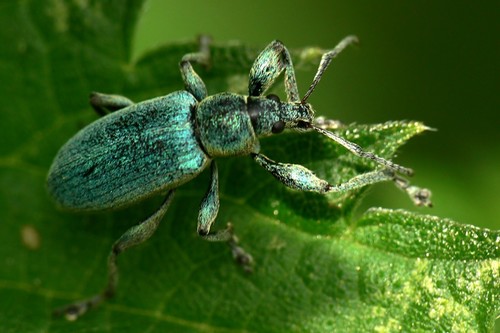 Nettle weevil