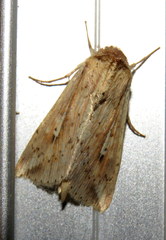 Mythimna decisissima