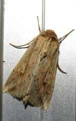 Mythimna decisissima