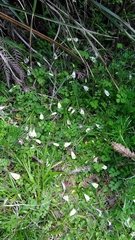 Mazus alpinus