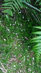 Mazus alpinus
