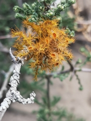 Teloschistes puber